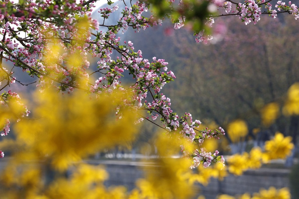 元大都的海棠花溪