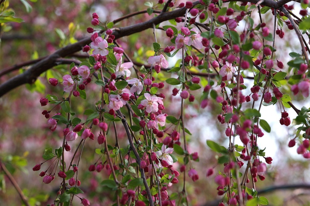 元大都的海棠花溪