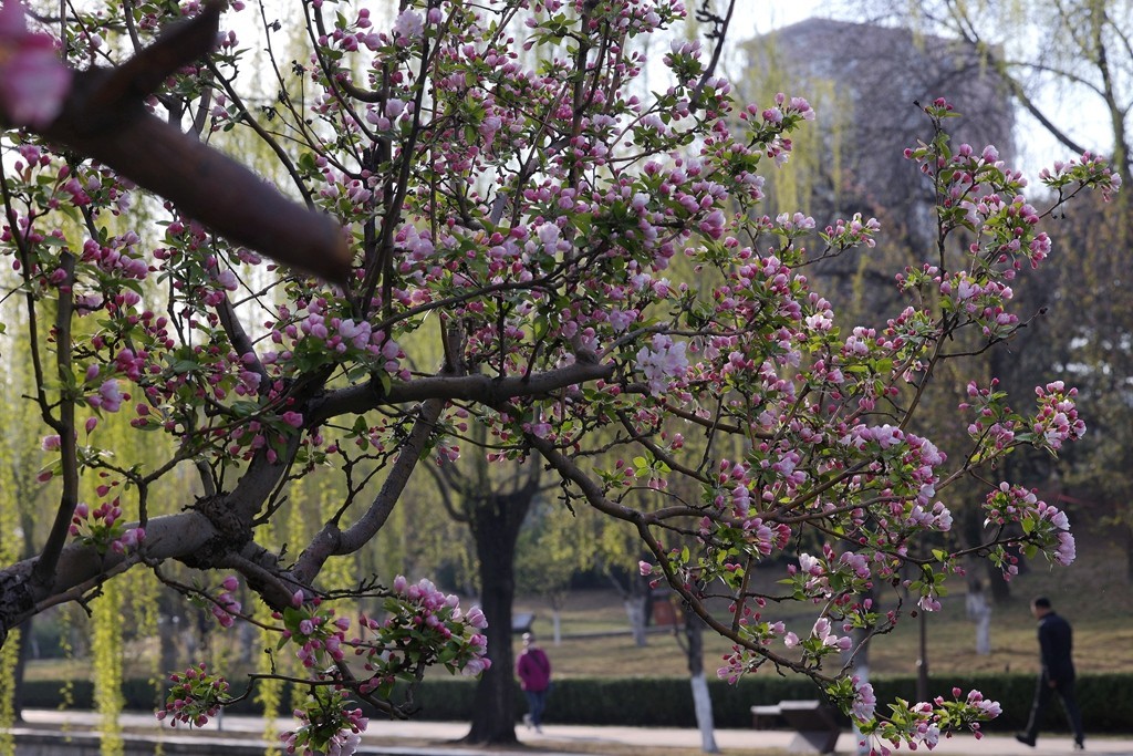 元大都的海棠花溪