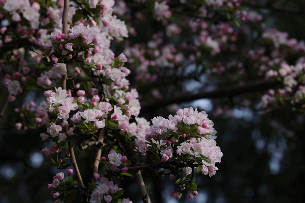 元大都的海棠花溪