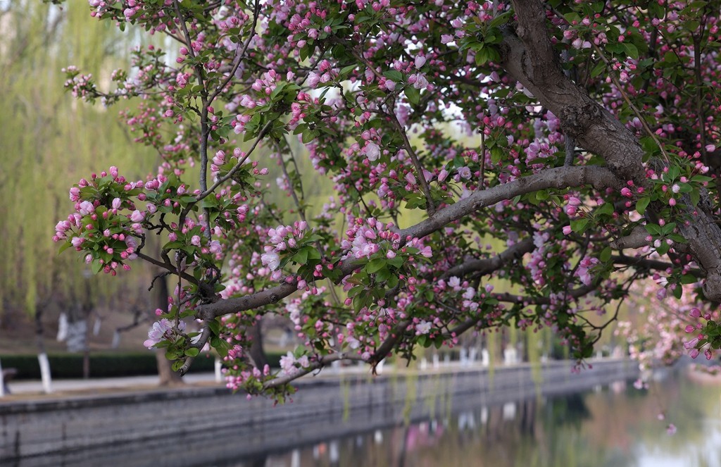 元大都的海棠花溪