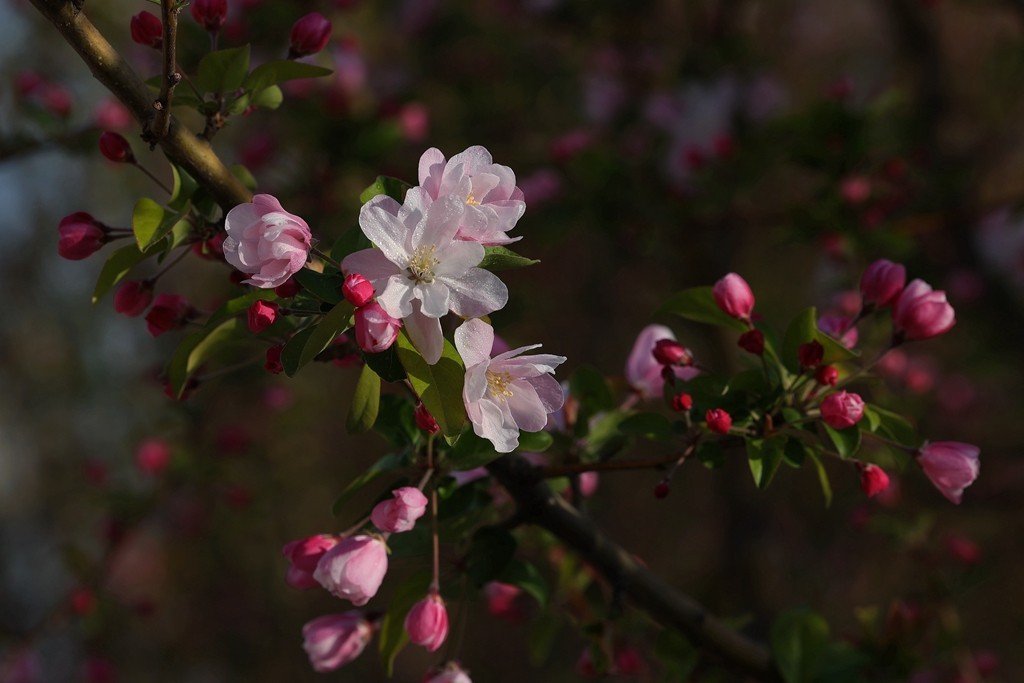 元大都的海棠花溪