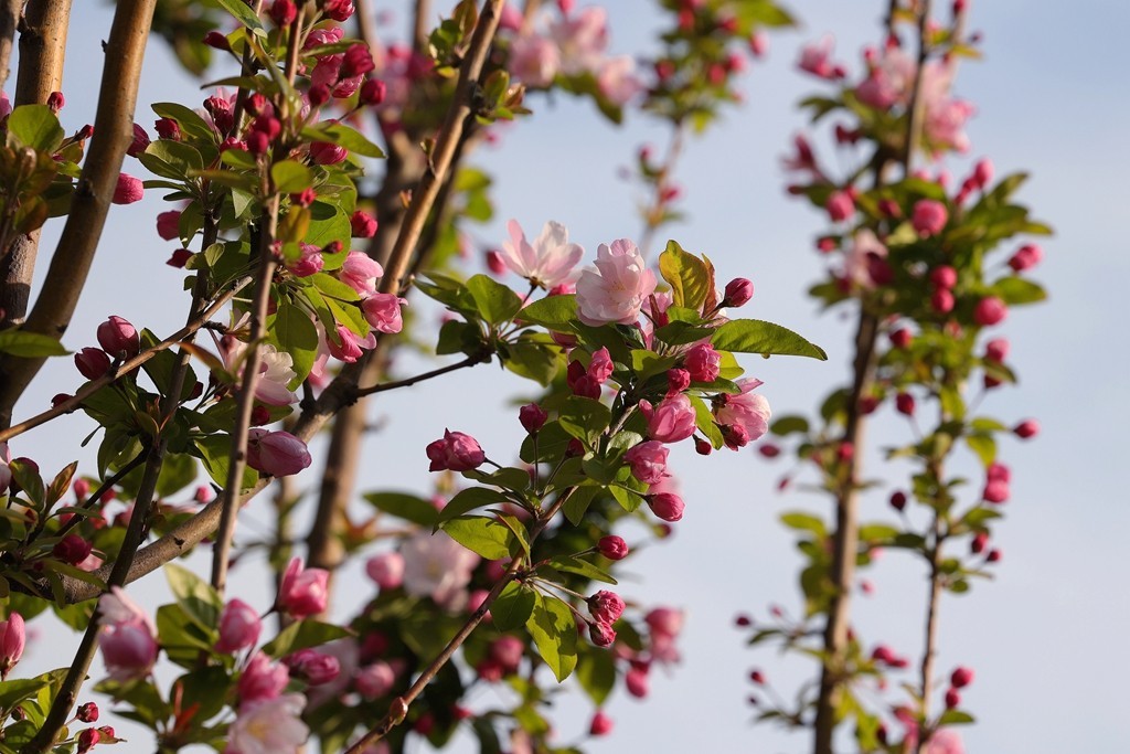元大都的海棠花溪