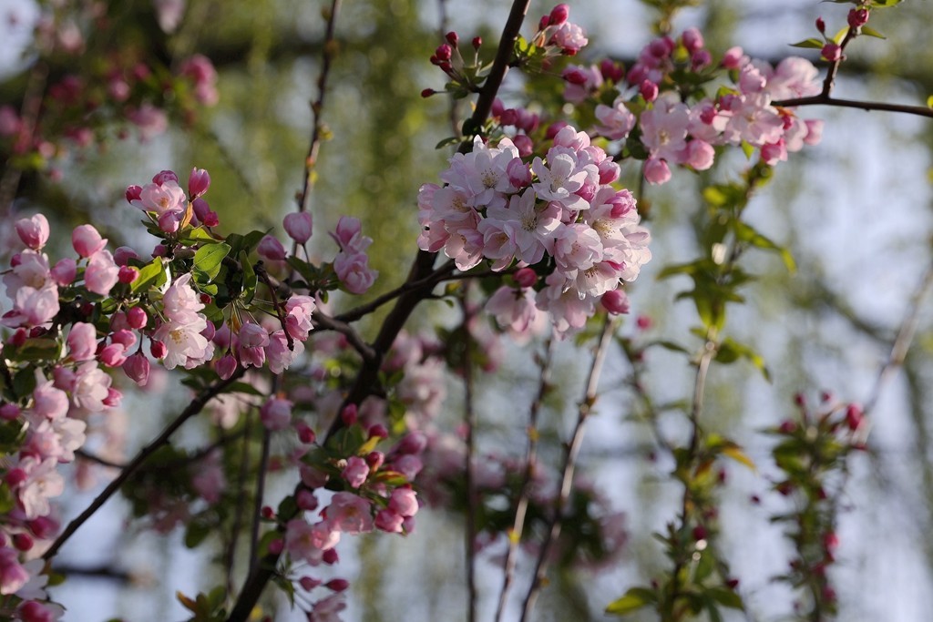 元大都的海棠花溪