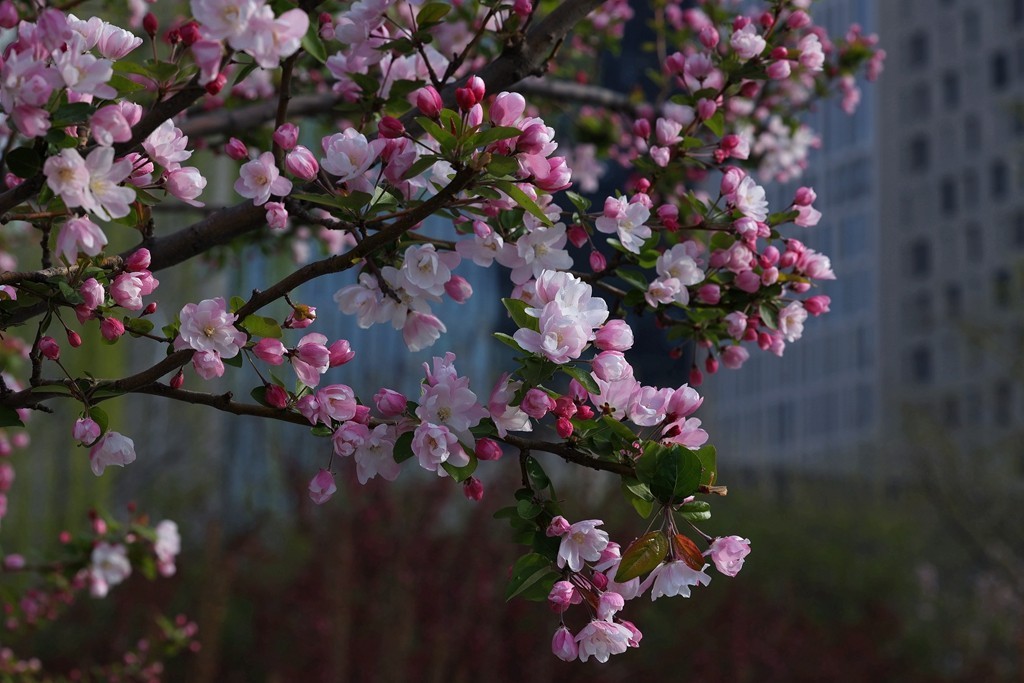 元大都的海棠花溪