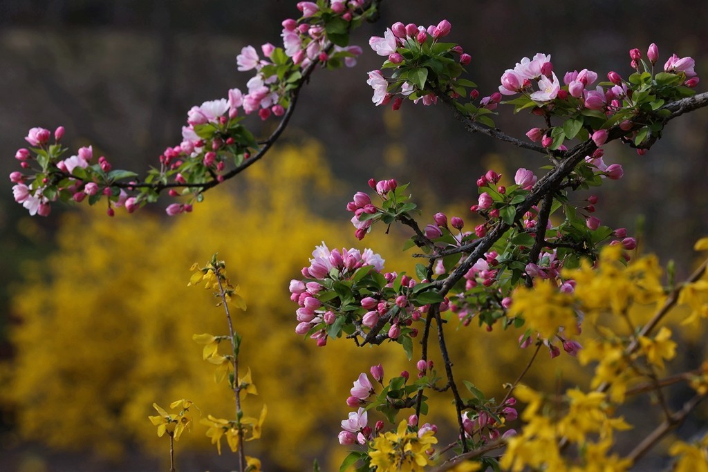 元大都的海棠花溪