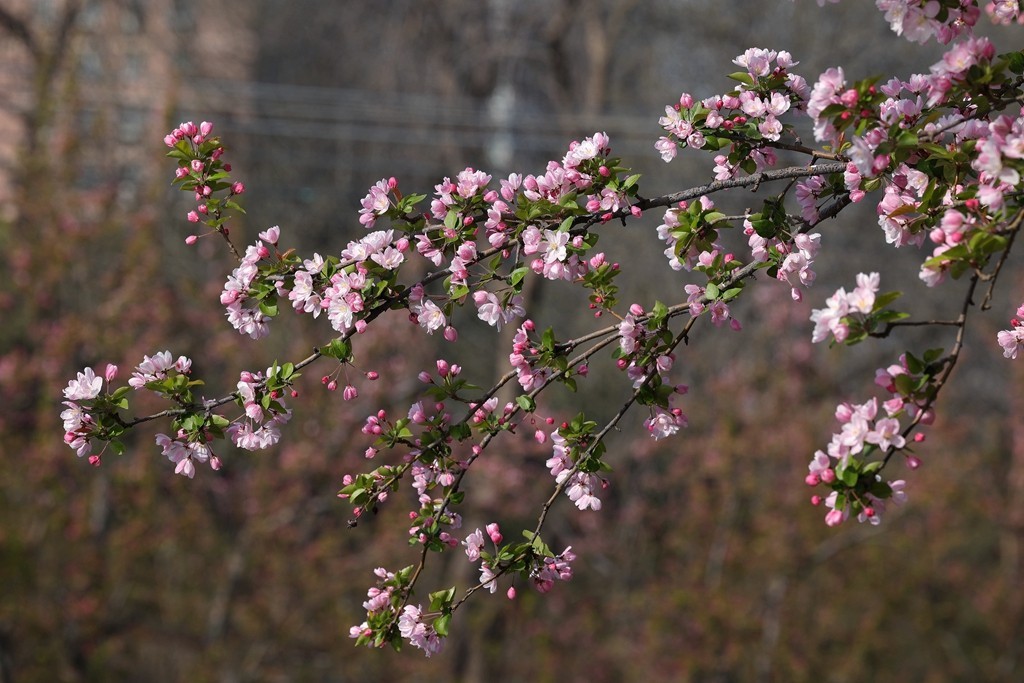 元大都的海棠花溪