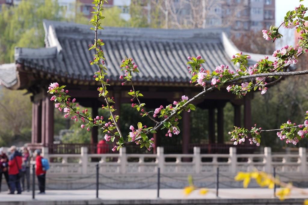 元大都的海棠花溪