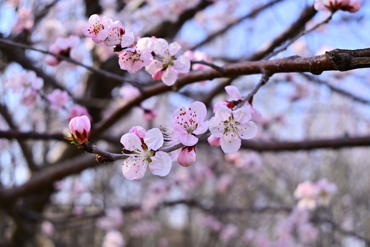 标准变焦头拍花