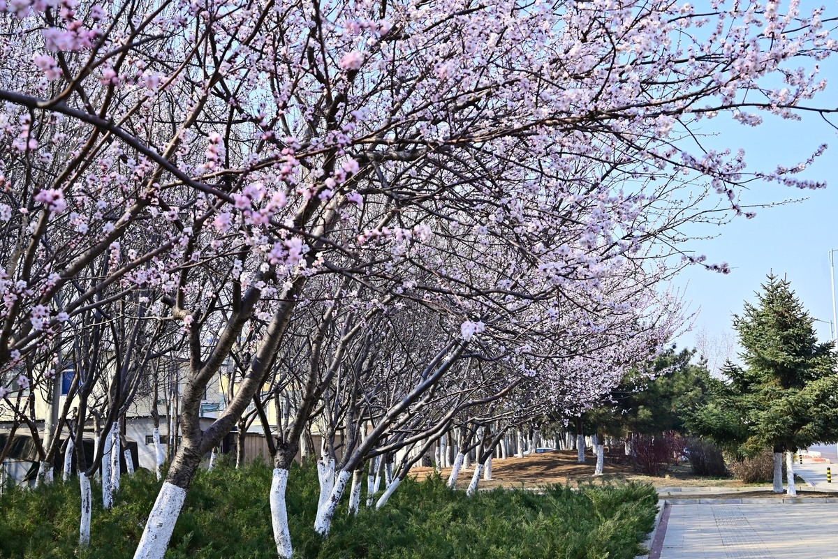 标准变焦头拍花