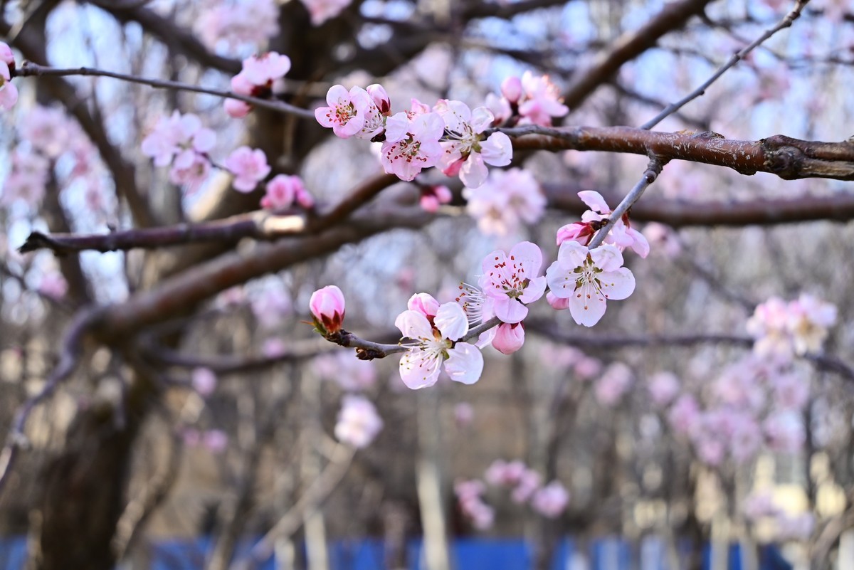 标准变焦头拍花