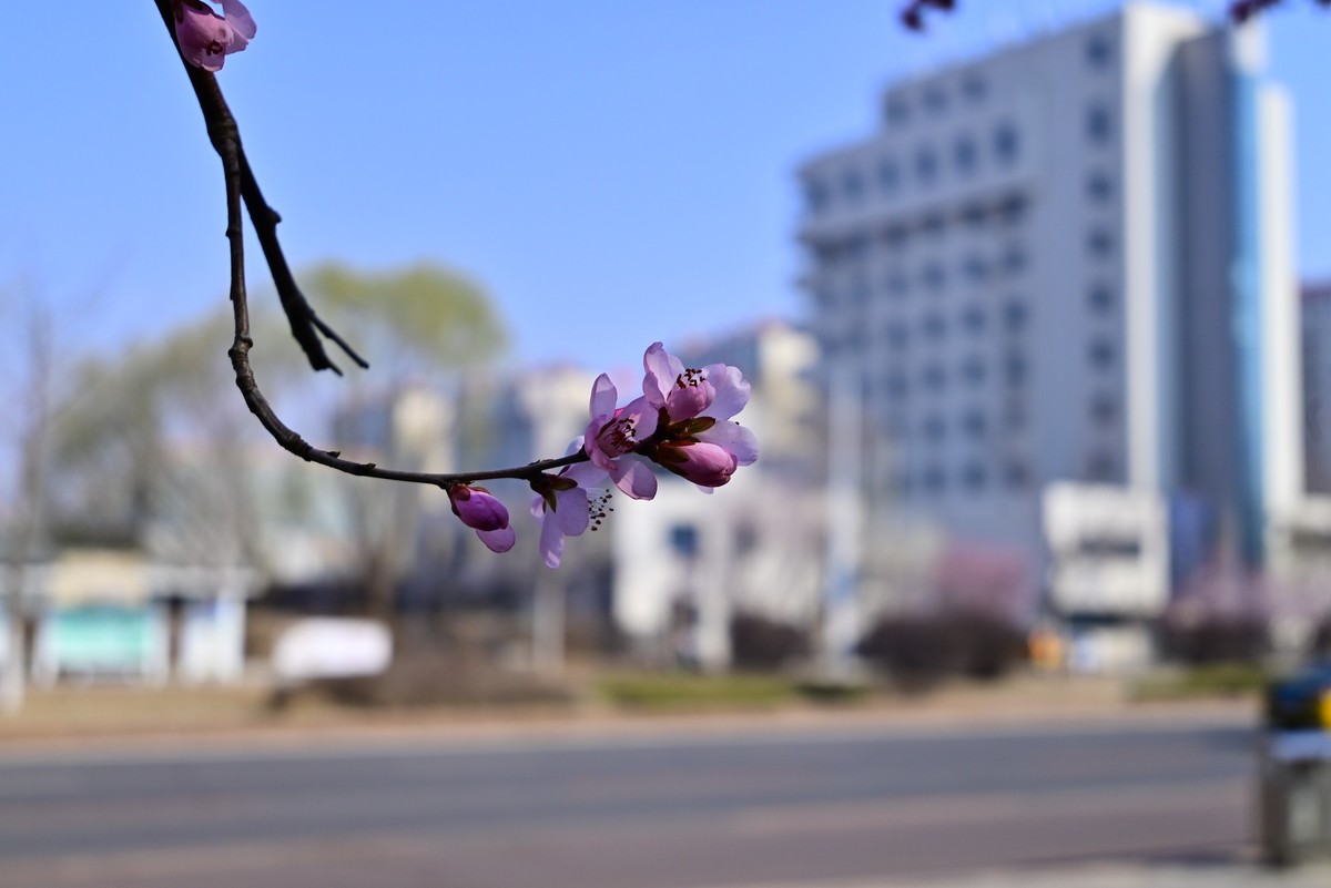 标准变焦头拍花