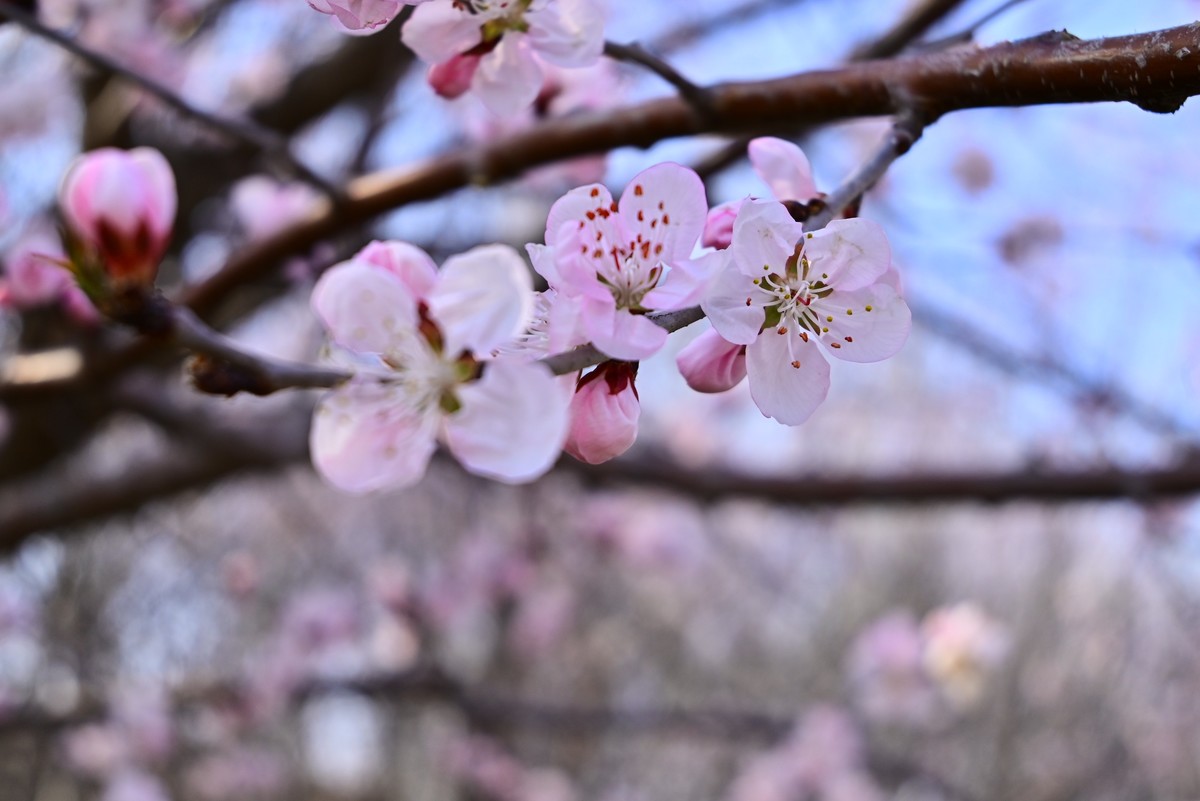 标准变焦头拍花