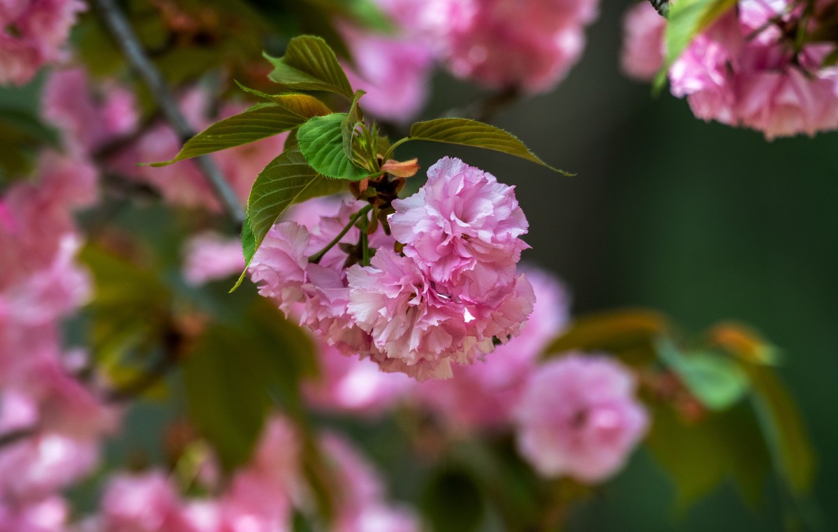 春花（十七）