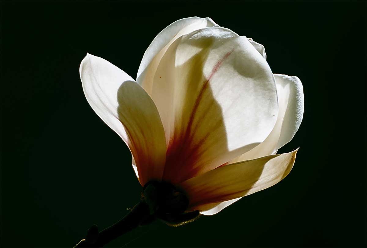 花                                     卉