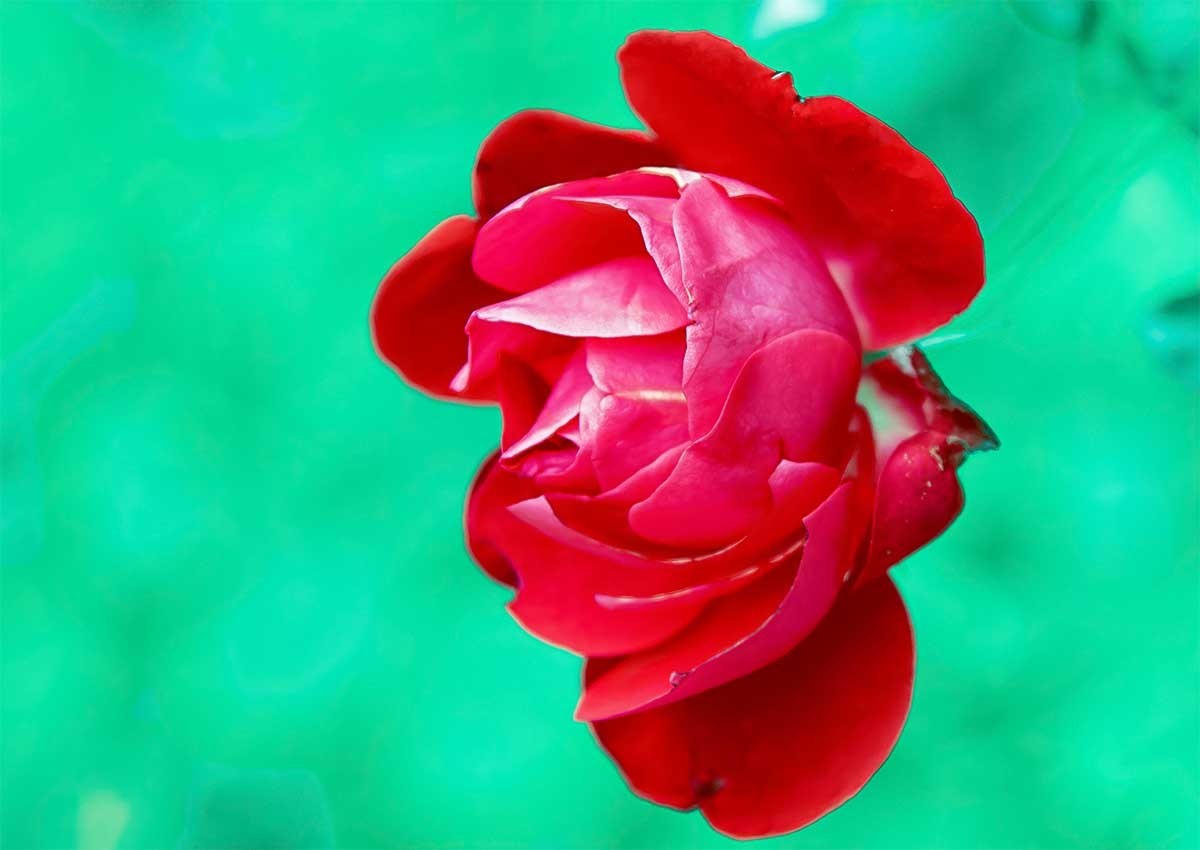 花                                     卉