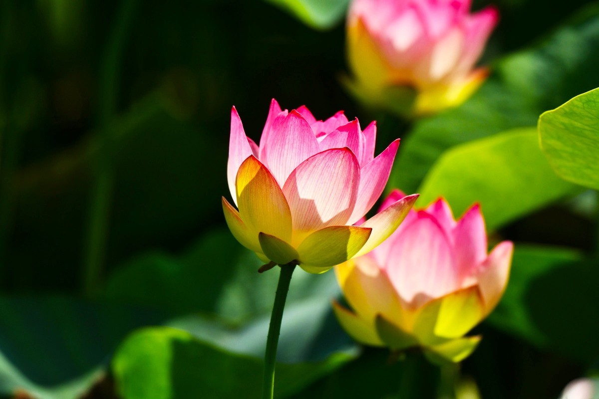 荷花绽放 美丽极了