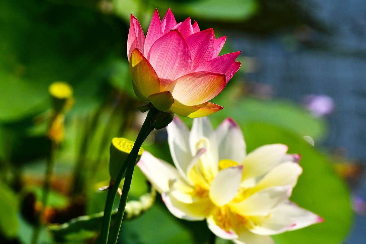 荷花绽放 美丽极了