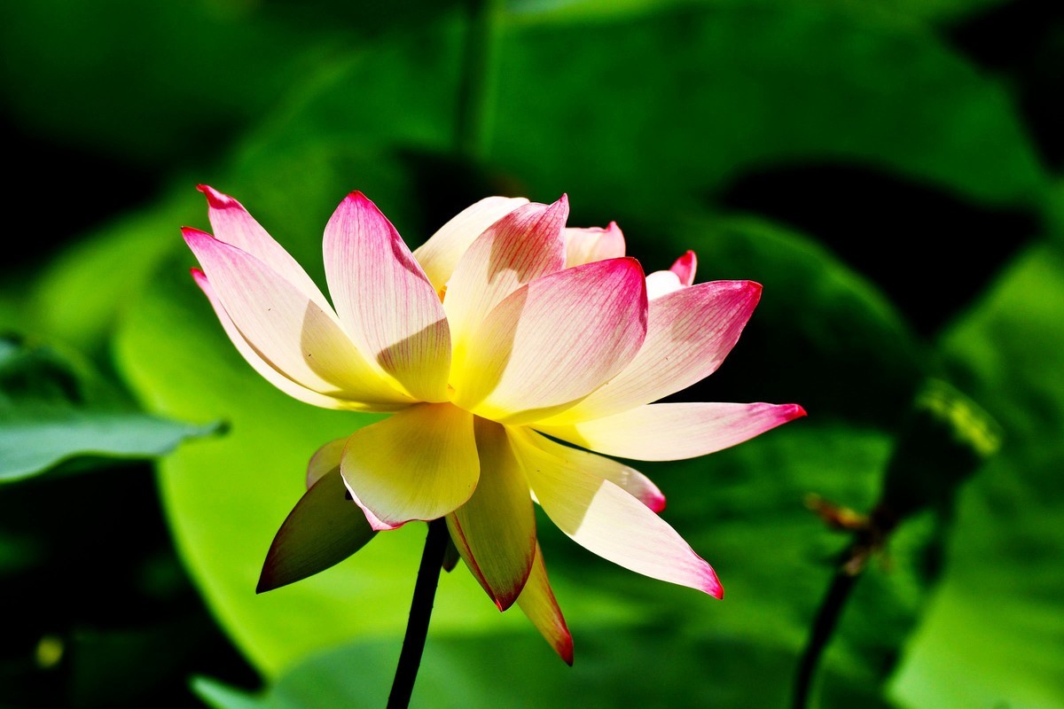 荷花绽放 美丽极了