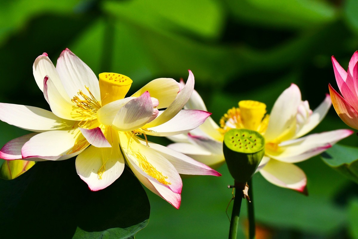 荷花绽放 美丽极了
