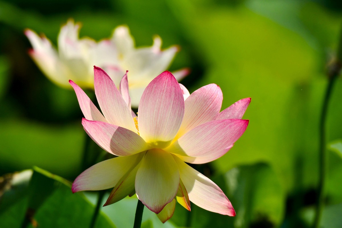 荷花绽放 美丽极了