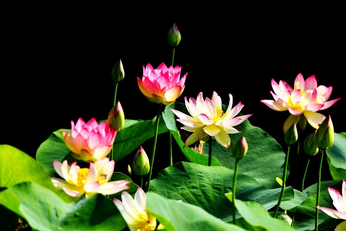 荷花绽放 美丽极了