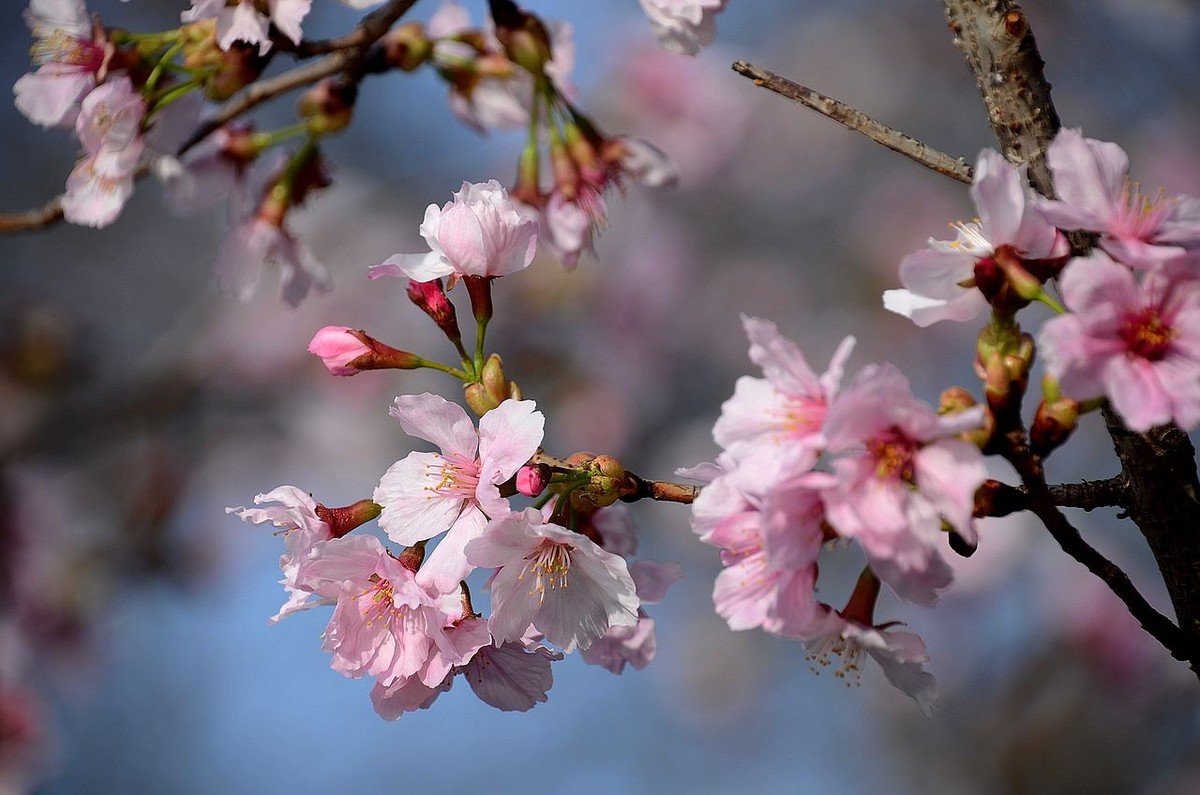 玉湖公园的樱花图片