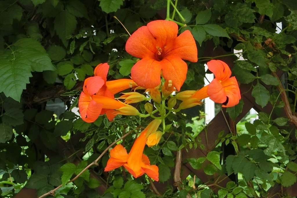 凌霄花随手拍