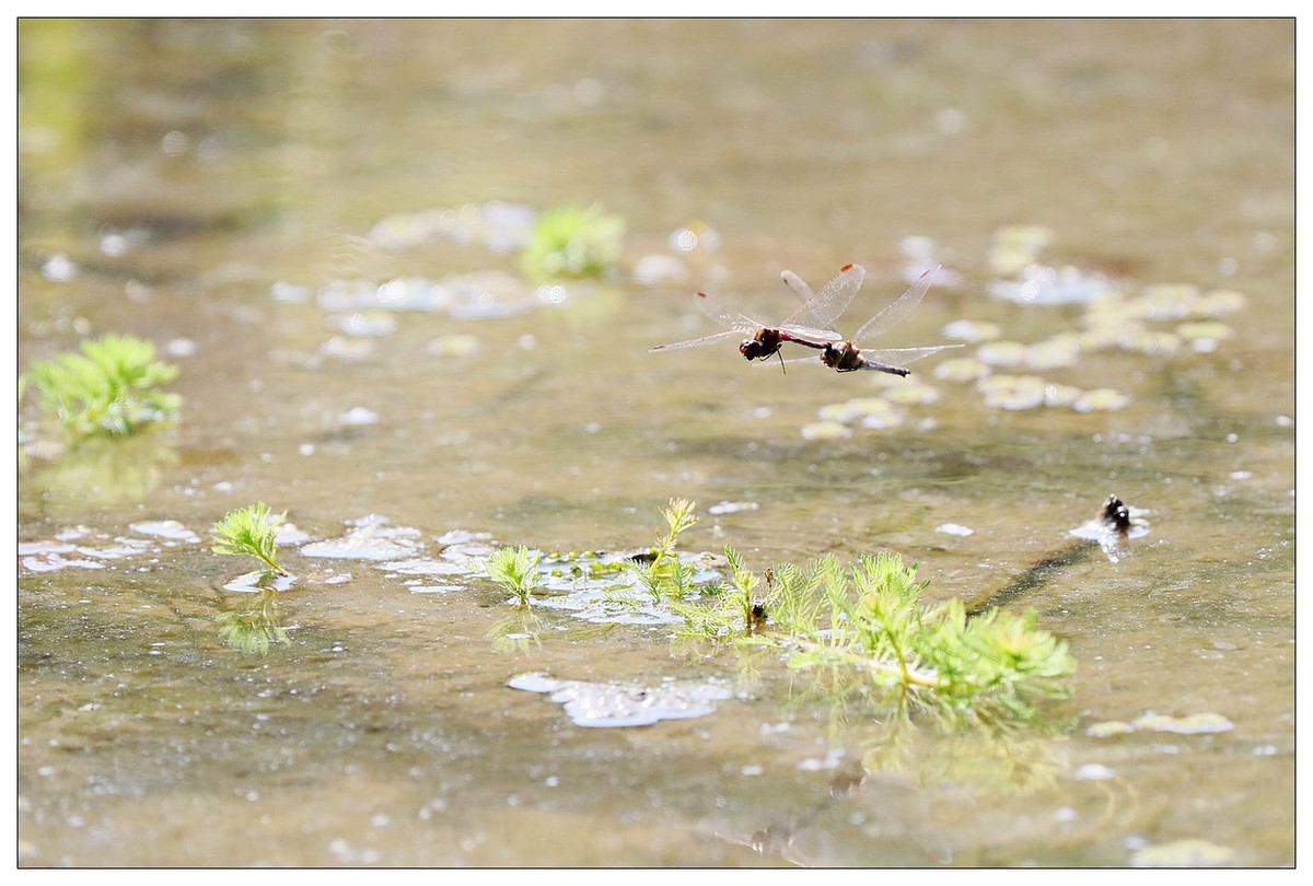 生态小品  蜻蜓的繁殖季