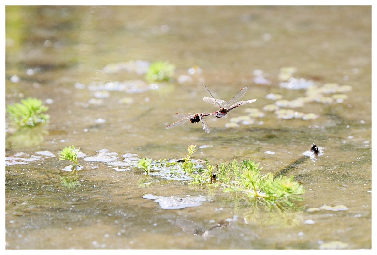 生态小品  蜻蜓的繁殖季