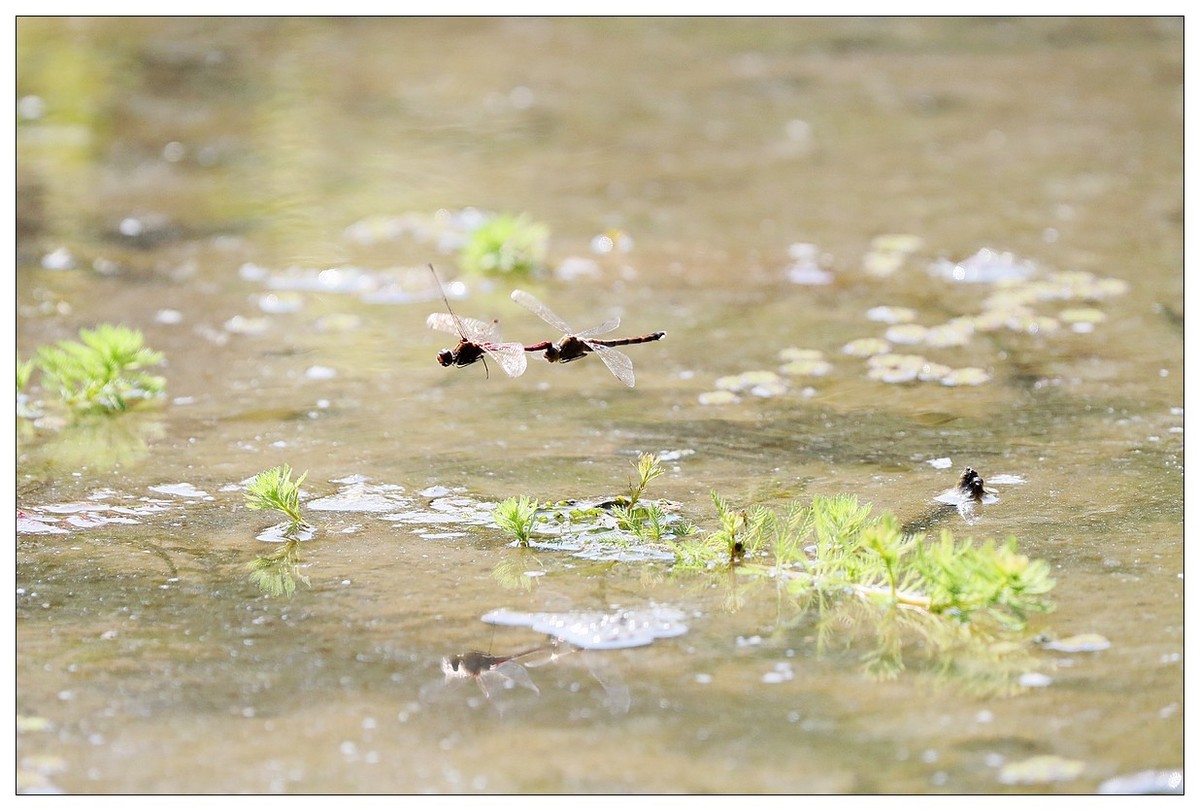 生态小品  蜻蜓的繁殖季