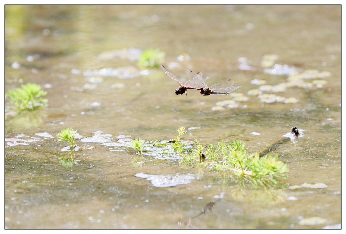 生态小品  蜻蜓的繁殖季
