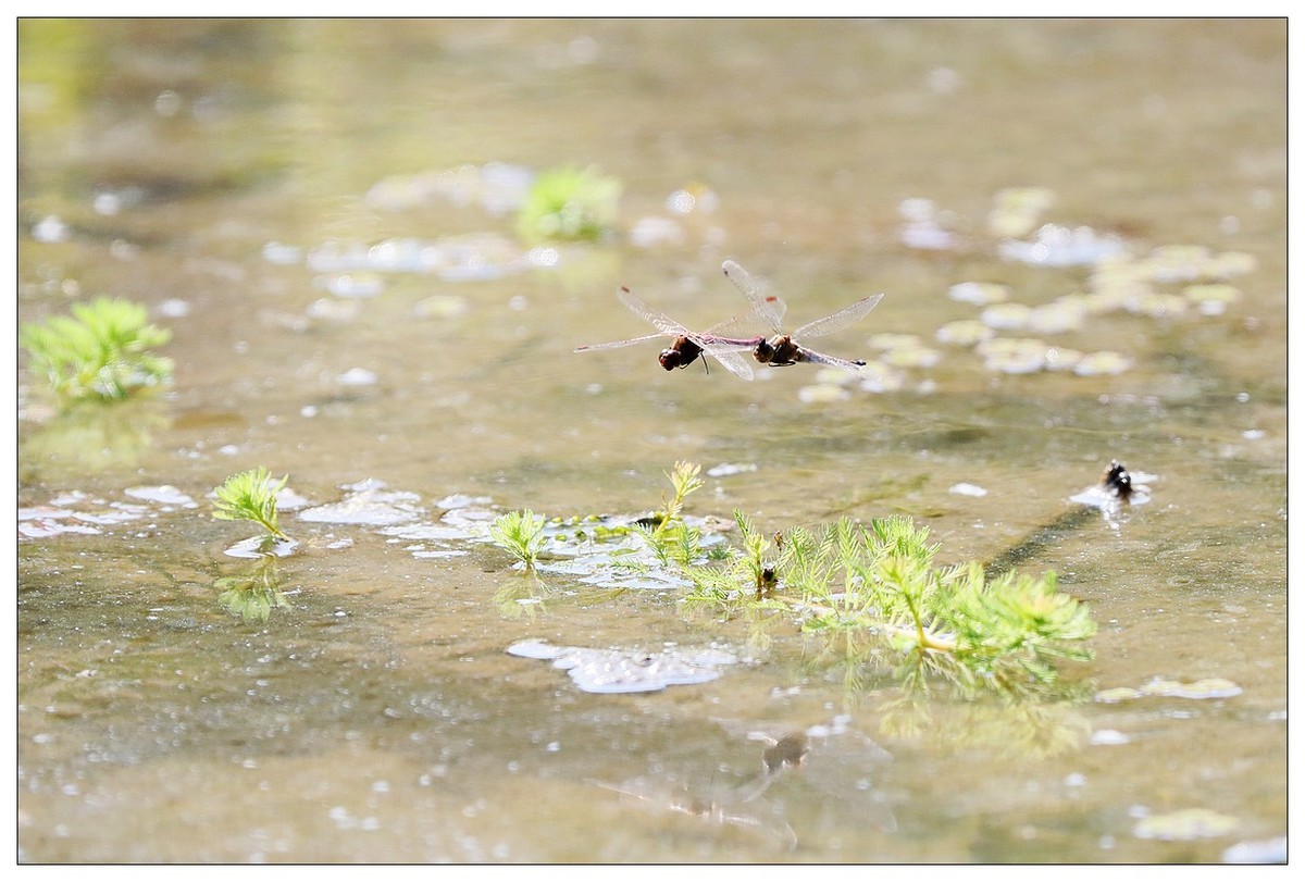 生态小品  蜻蜓的繁殖季