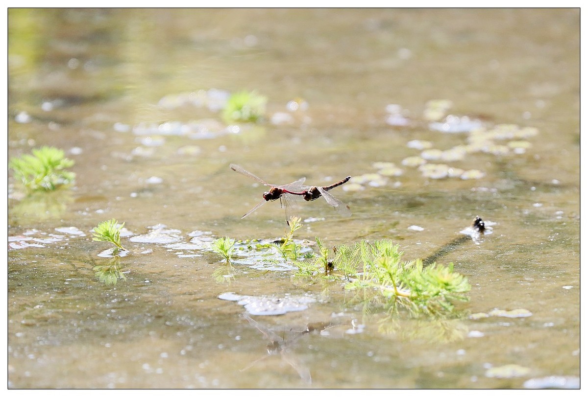 生态小品  蜻蜓的繁殖季
