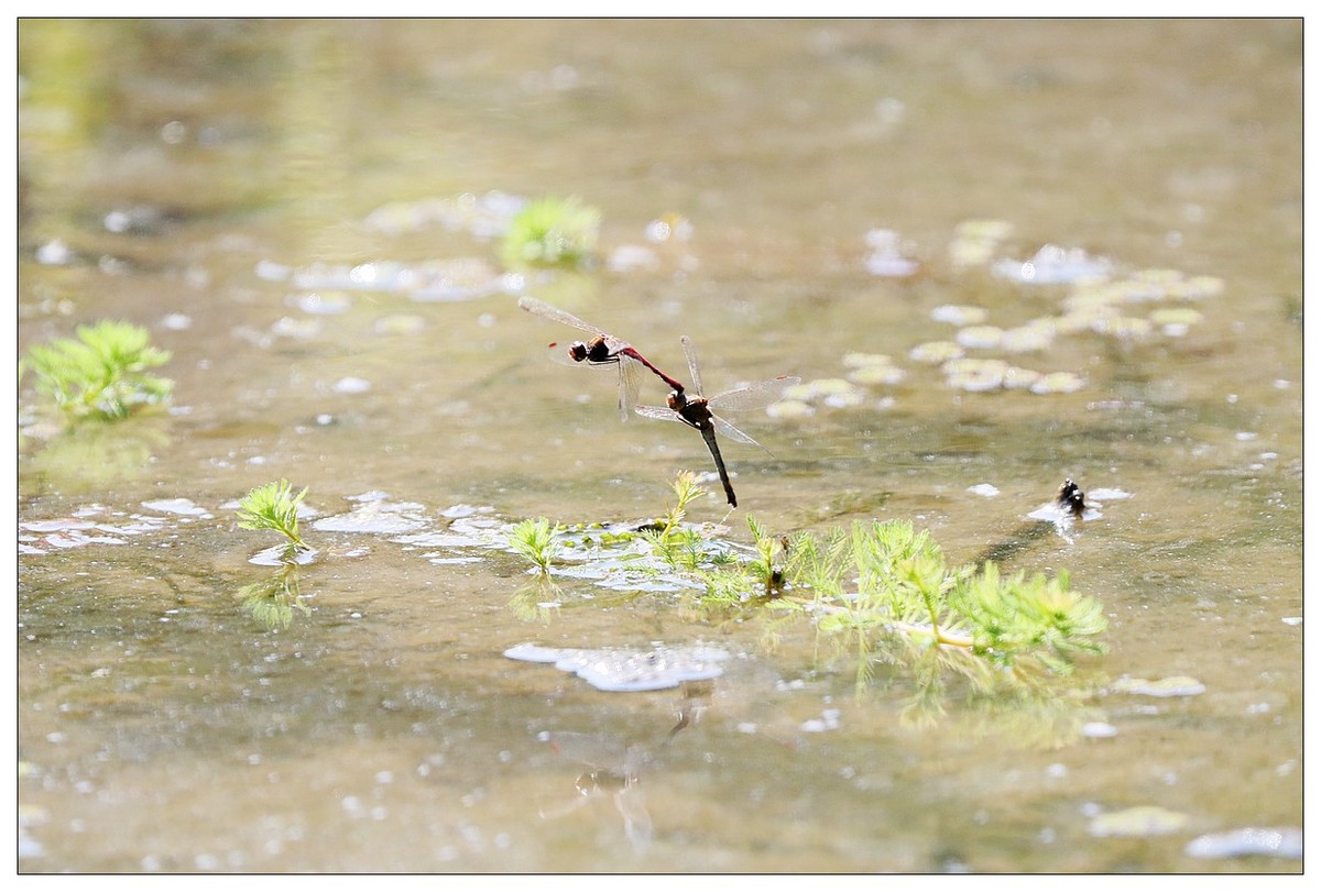 生态小品  蜻蜓的繁殖季