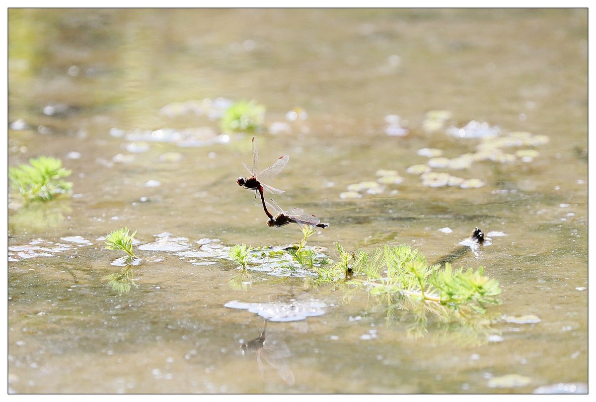 生态小品  蜻蜓的繁殖季