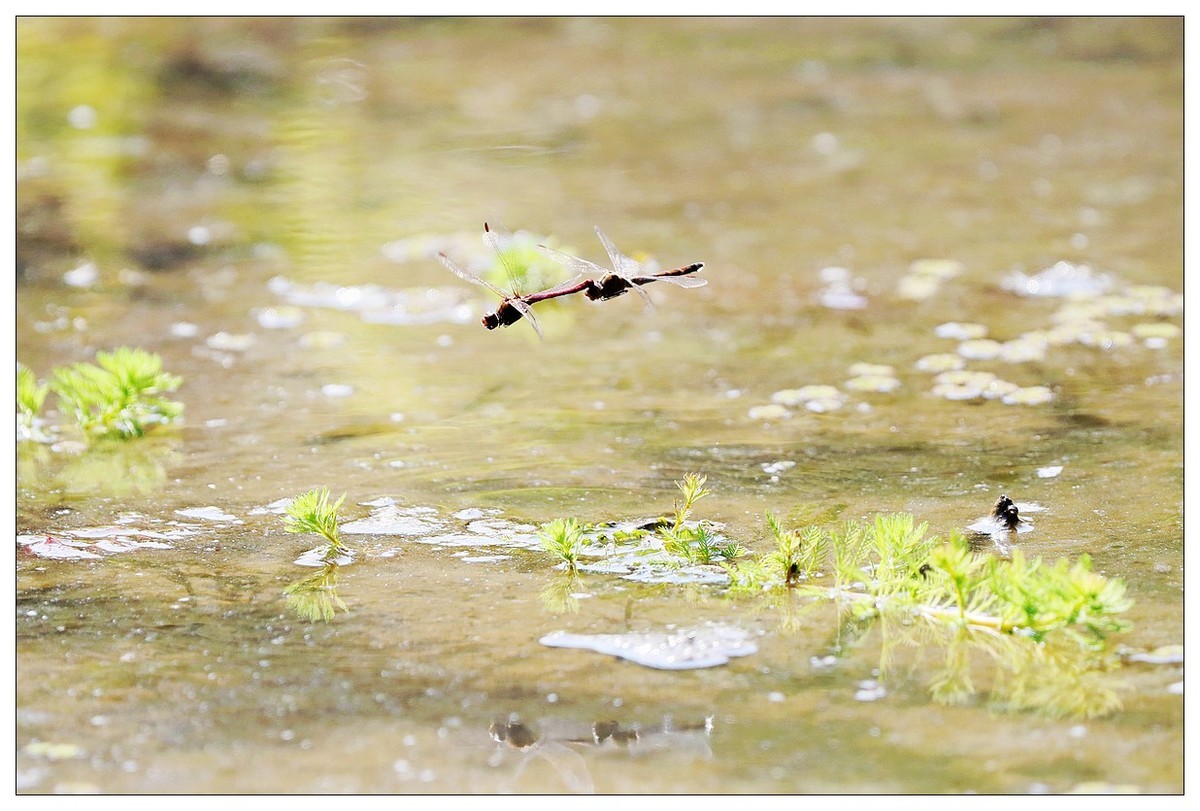生态小品  蜻蜓的繁殖季