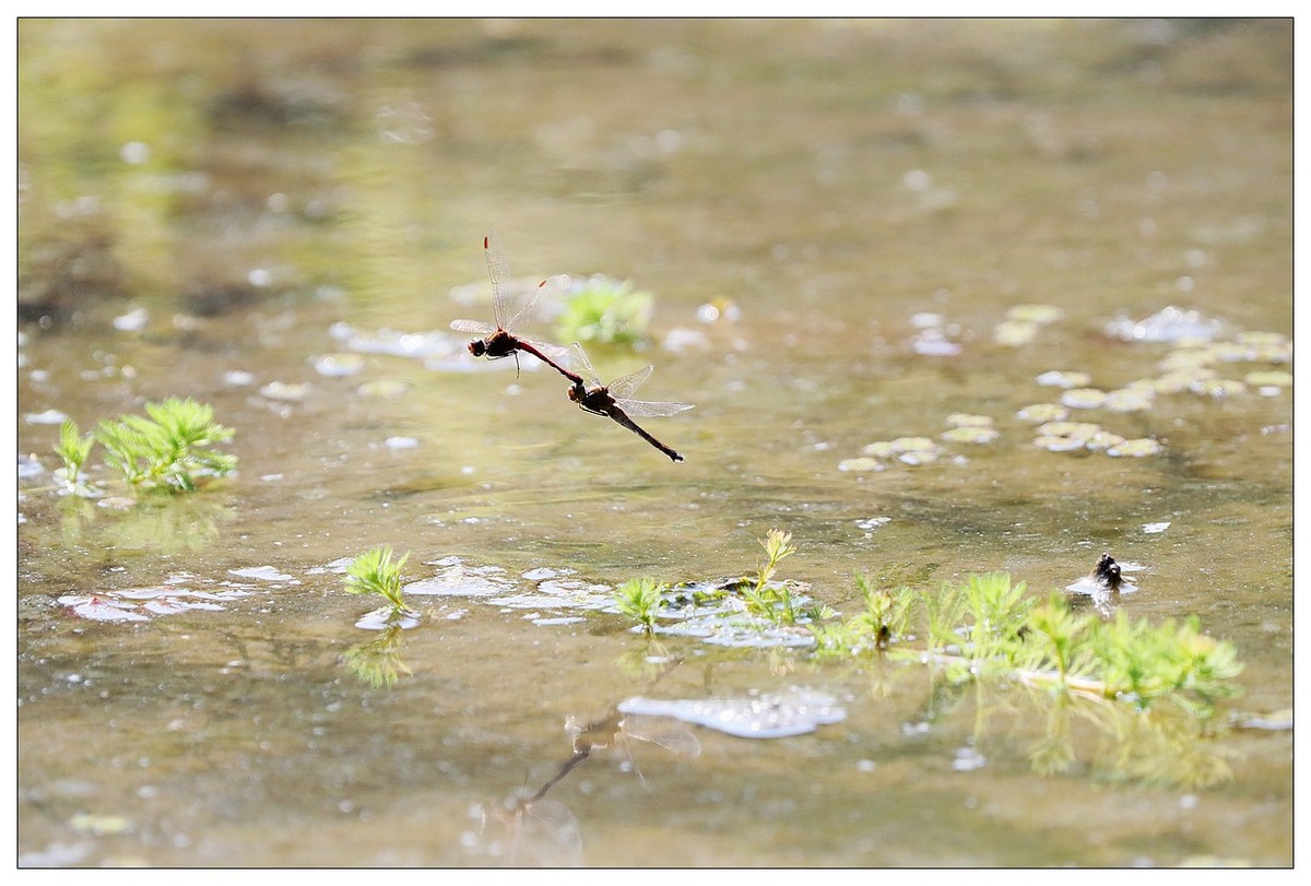 生态小品  蜻蜓的繁殖季