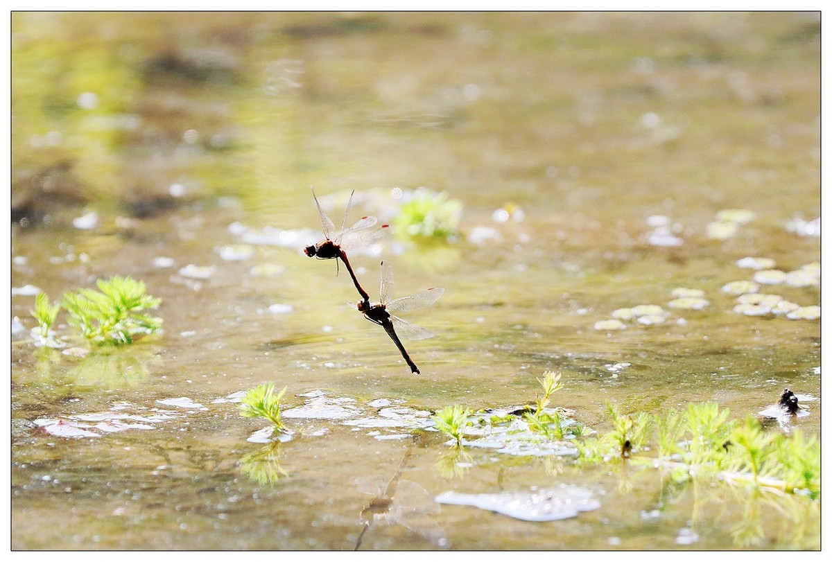 生态小品  蜻蜓的繁殖季