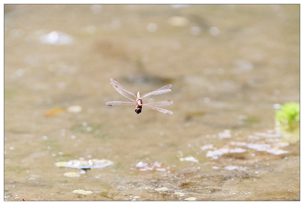 生态小品  蜻蜓的繁殖季