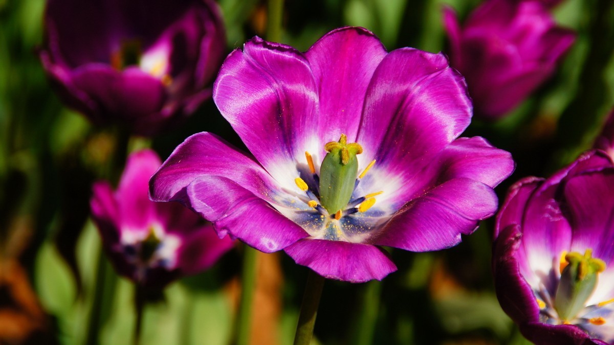 西安植物园拍各色郁金香