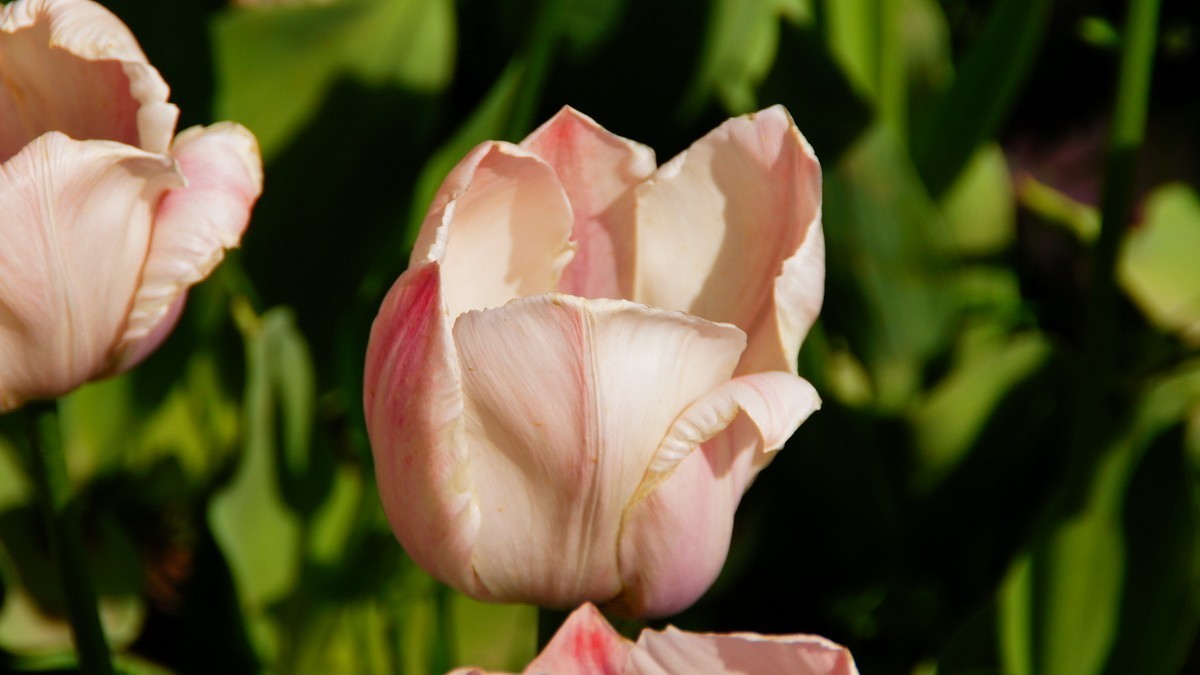 西安植物园拍各色郁金香