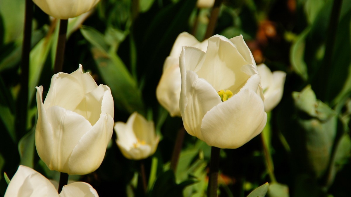 西安植物园拍各色郁金香