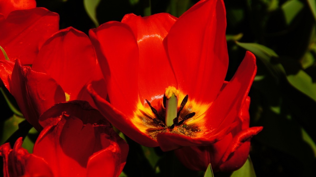 西安植物园拍各色郁金香