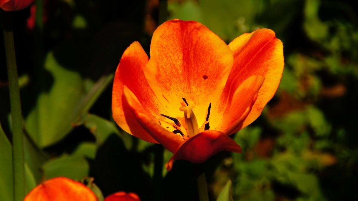 西安植物园拍各色郁金香