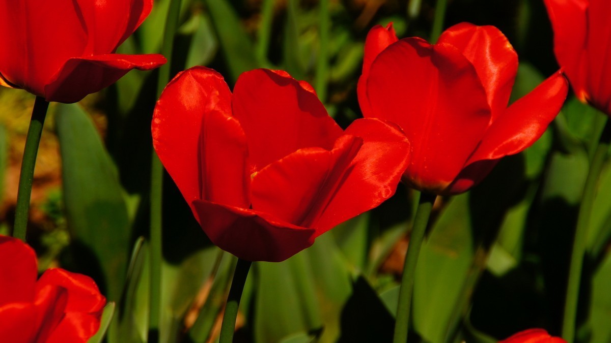 西安植物园拍各色郁金香