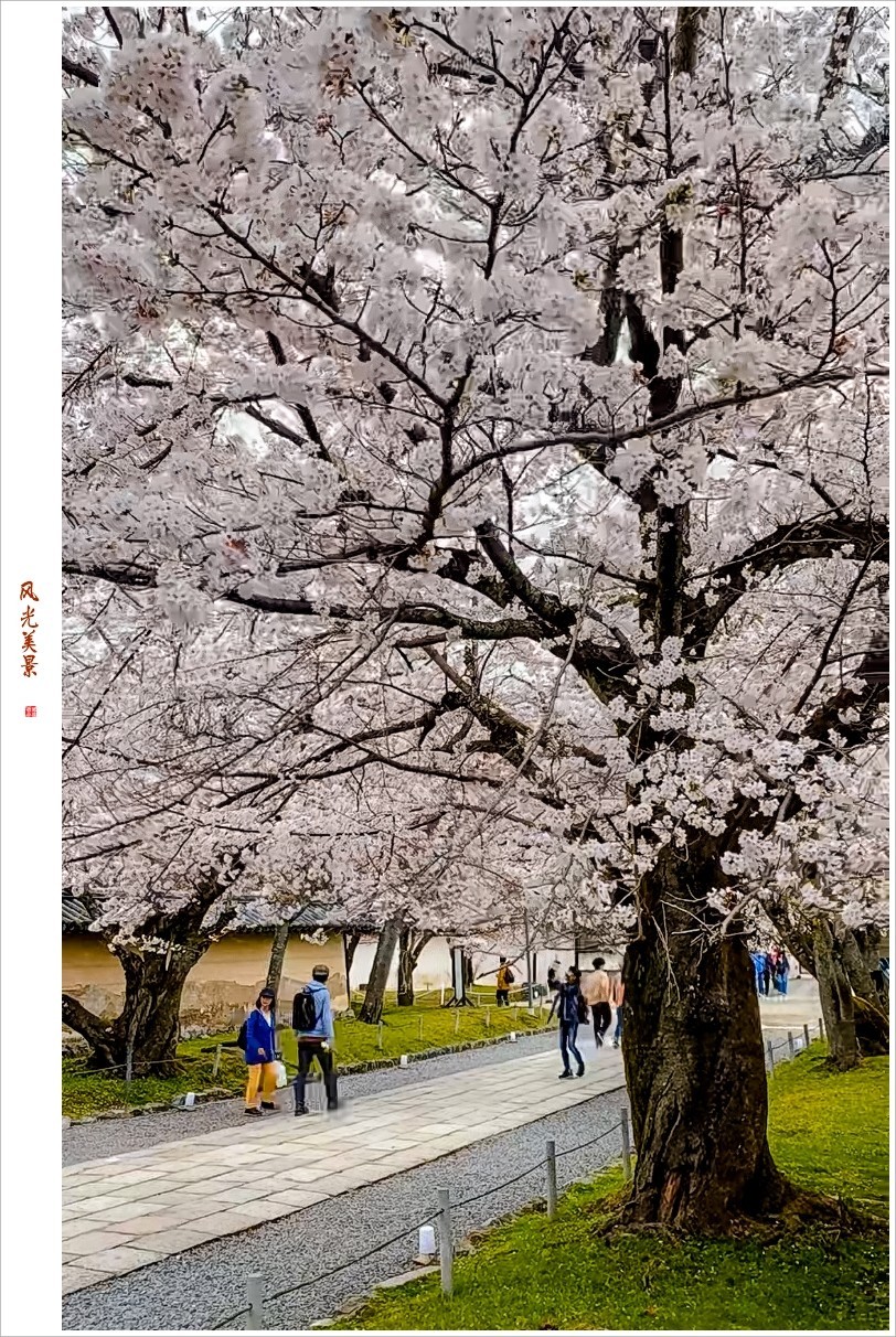 2023年第0240贴-樱花季纪实抓拍（0411F）