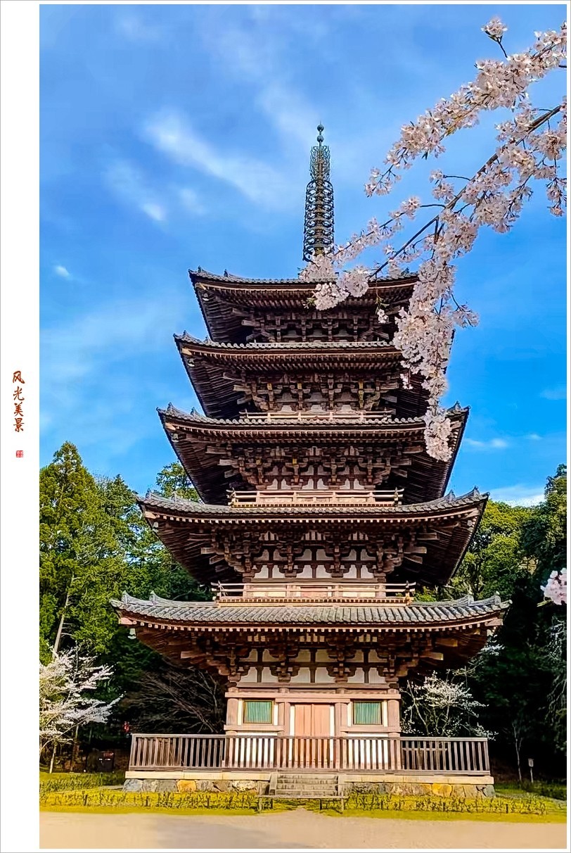 2023年第0240贴-樱花季纪实抓拍（0411F）