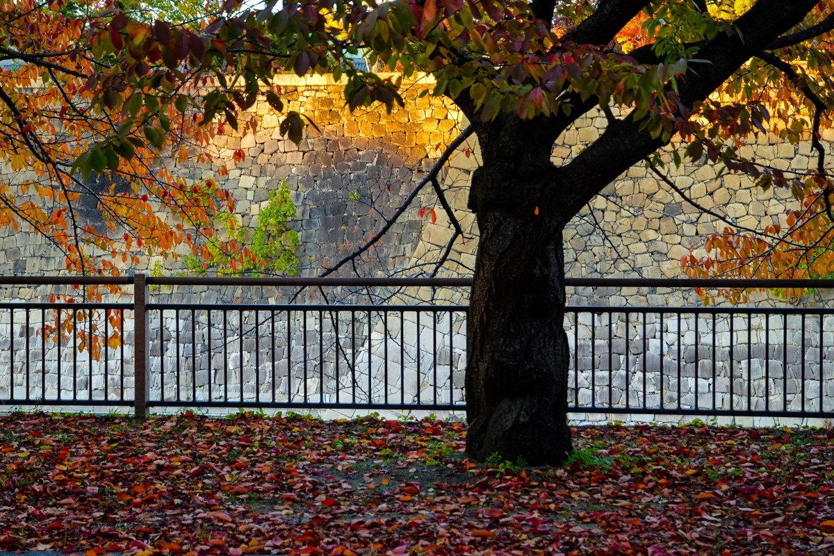 2023年-大阪行游拍-391