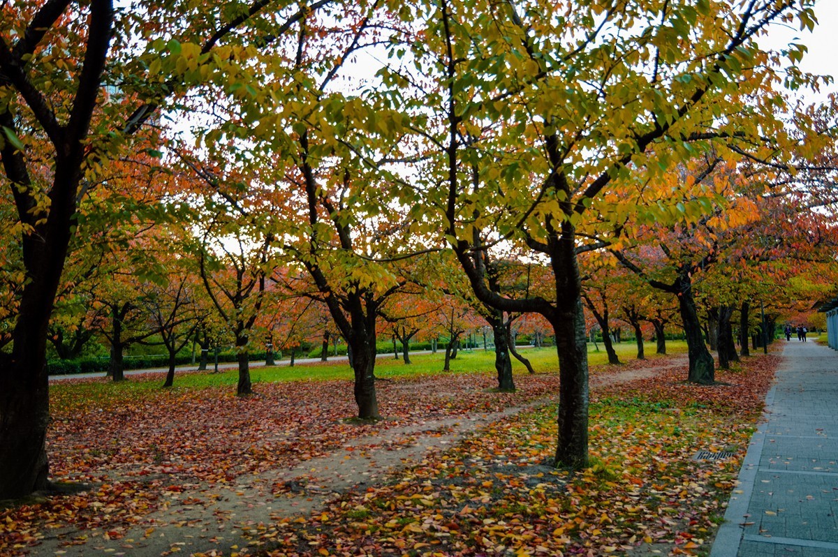 2023年-大阪行游拍-391